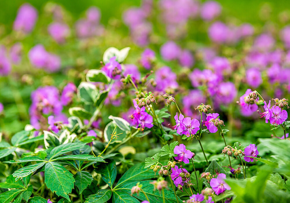 PICK: Spring Wildflower Walk