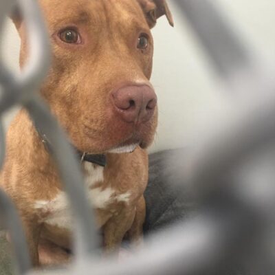 Niko the pit bull in a cage