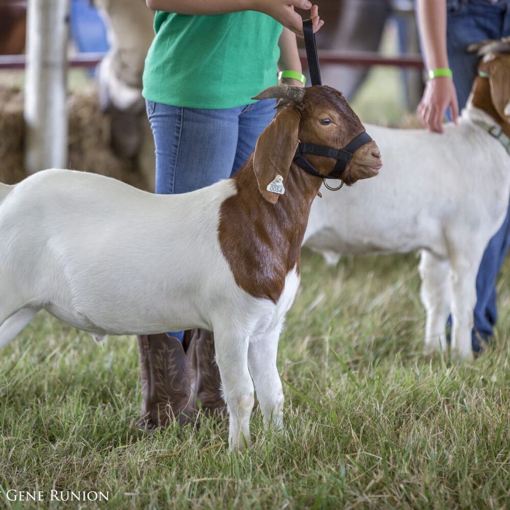 Pick: Albemarle County Fair