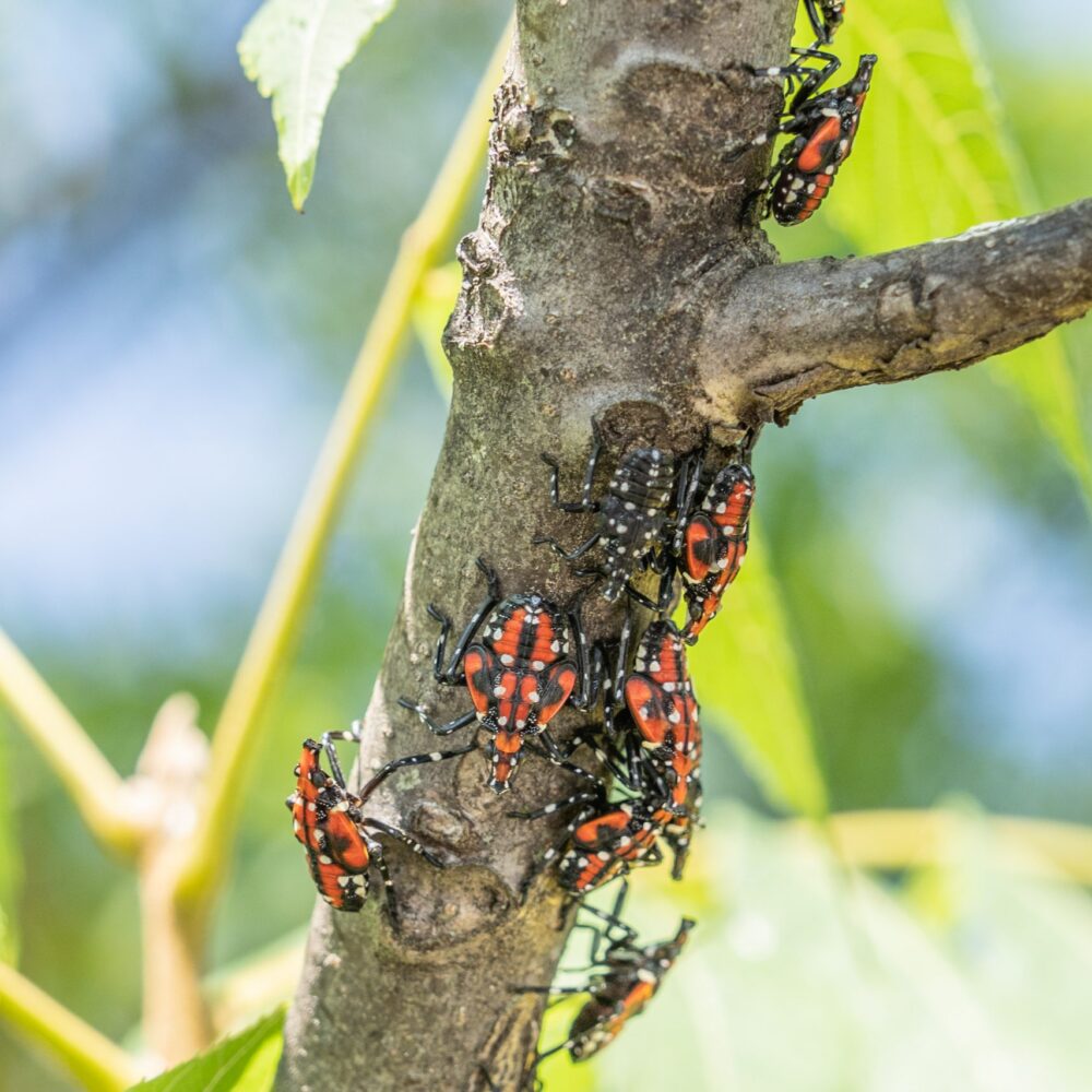 Grape invaders