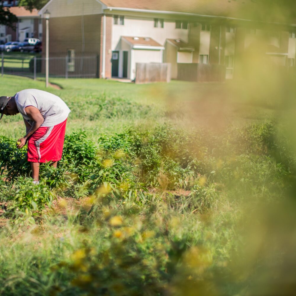 Building the soil