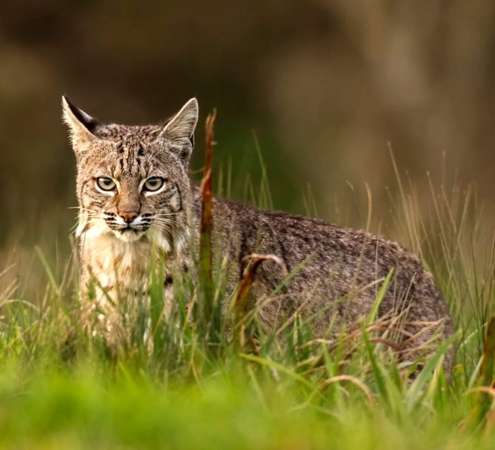 Why did the bobcat cross the road?