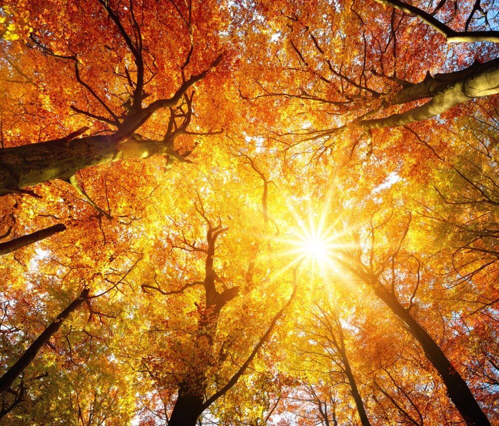 Falling for the season