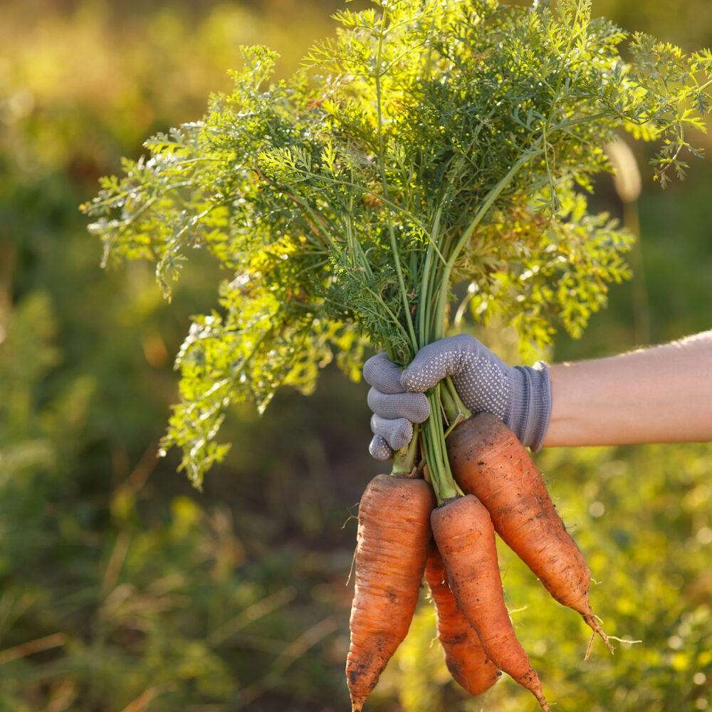 Local gardeners put fresh food on the table—for themselves and others