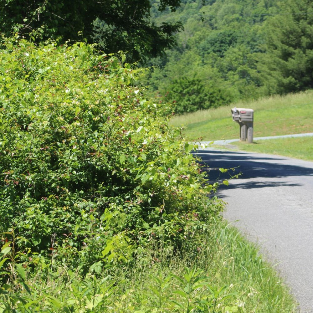 Albemarle Planning Commission votes to recommend approval for Forest School on Dudley Mountain Road