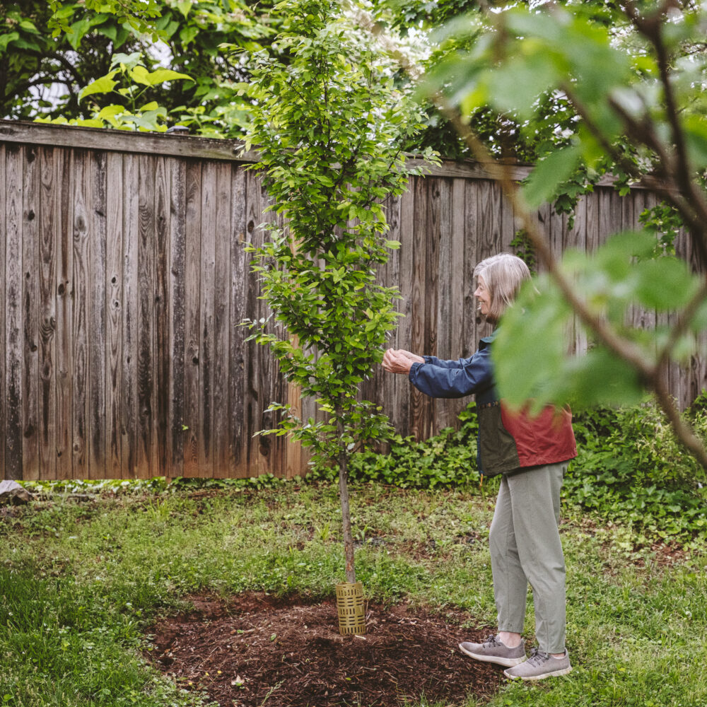 ReLeaf Cville helps homeowners turn their yards into leafy oases—and cool their neighborhoods