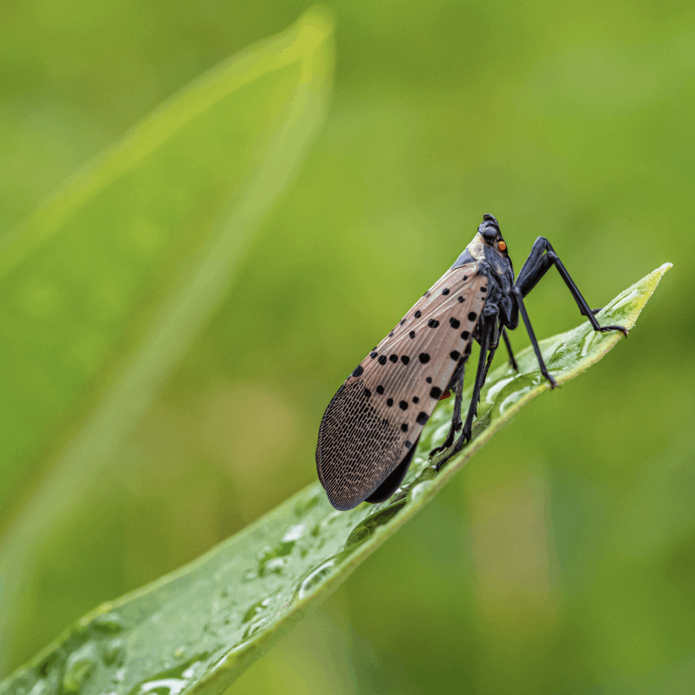 The latest on spotted lanternflies, and a recently arrived invasive insect