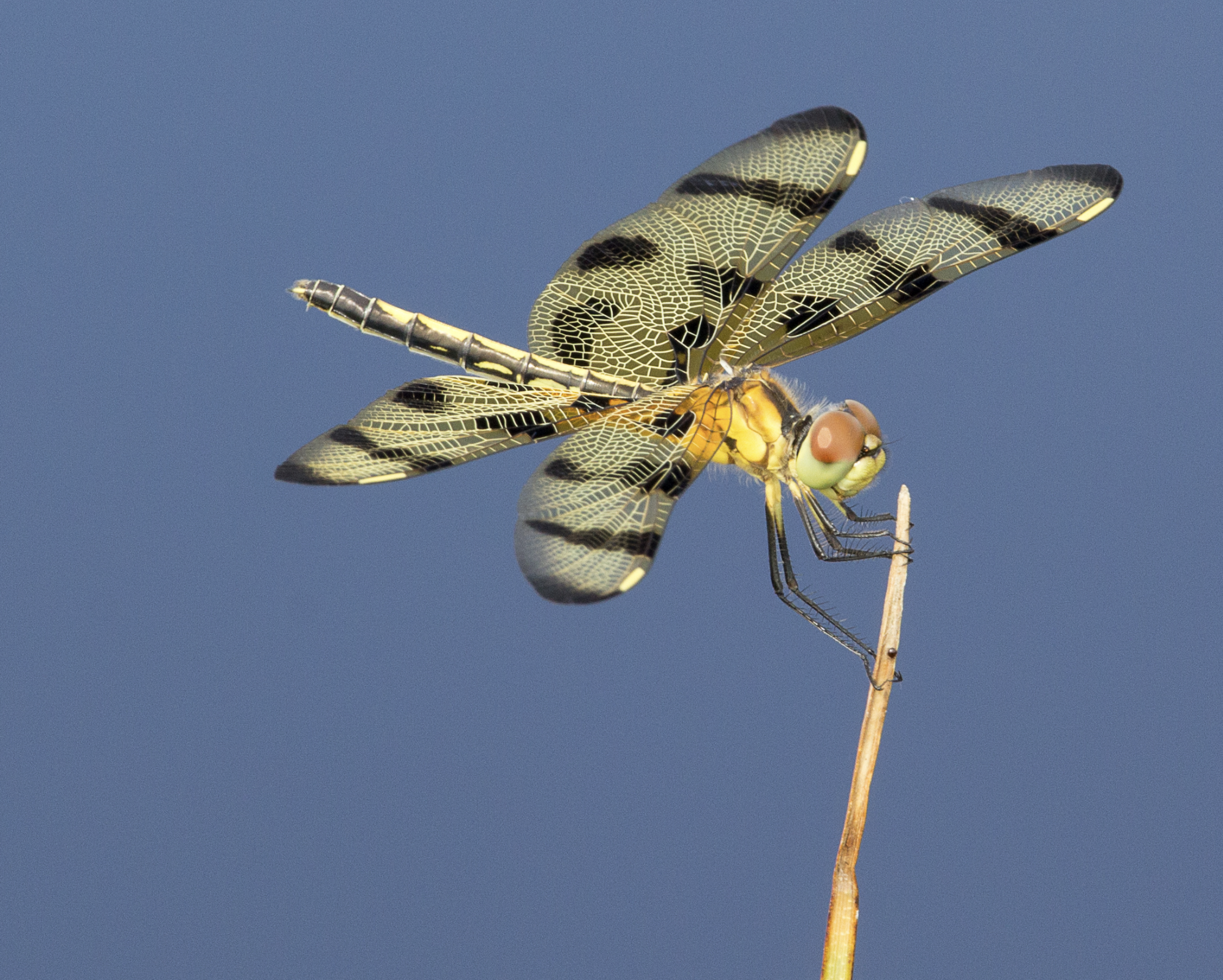 For a local naturalist, photography goes hand in hand with science