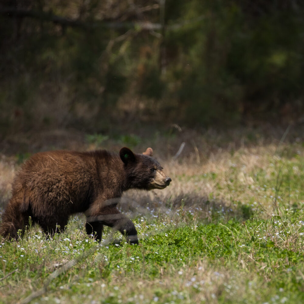 Volunteers educate residents about their bear neighbors 
