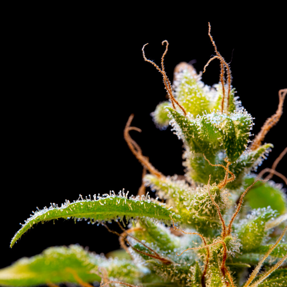 As Virginia moves toward full legalization of adult-use marijuana, we take a look at everything green