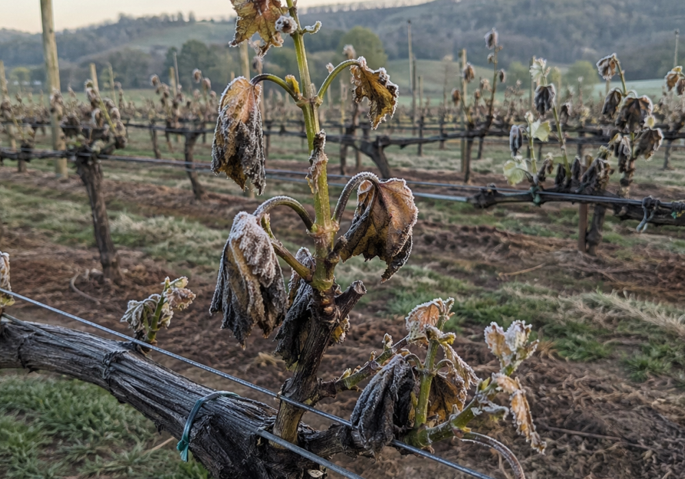 Local farms deal with crop loss after a sudden freeze
