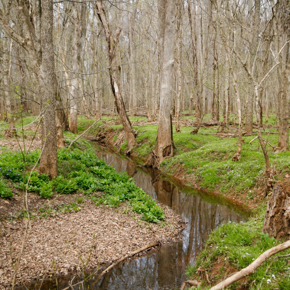 Albemarle’s updated rules for riparian buffers could protect local ecosystems, water supply