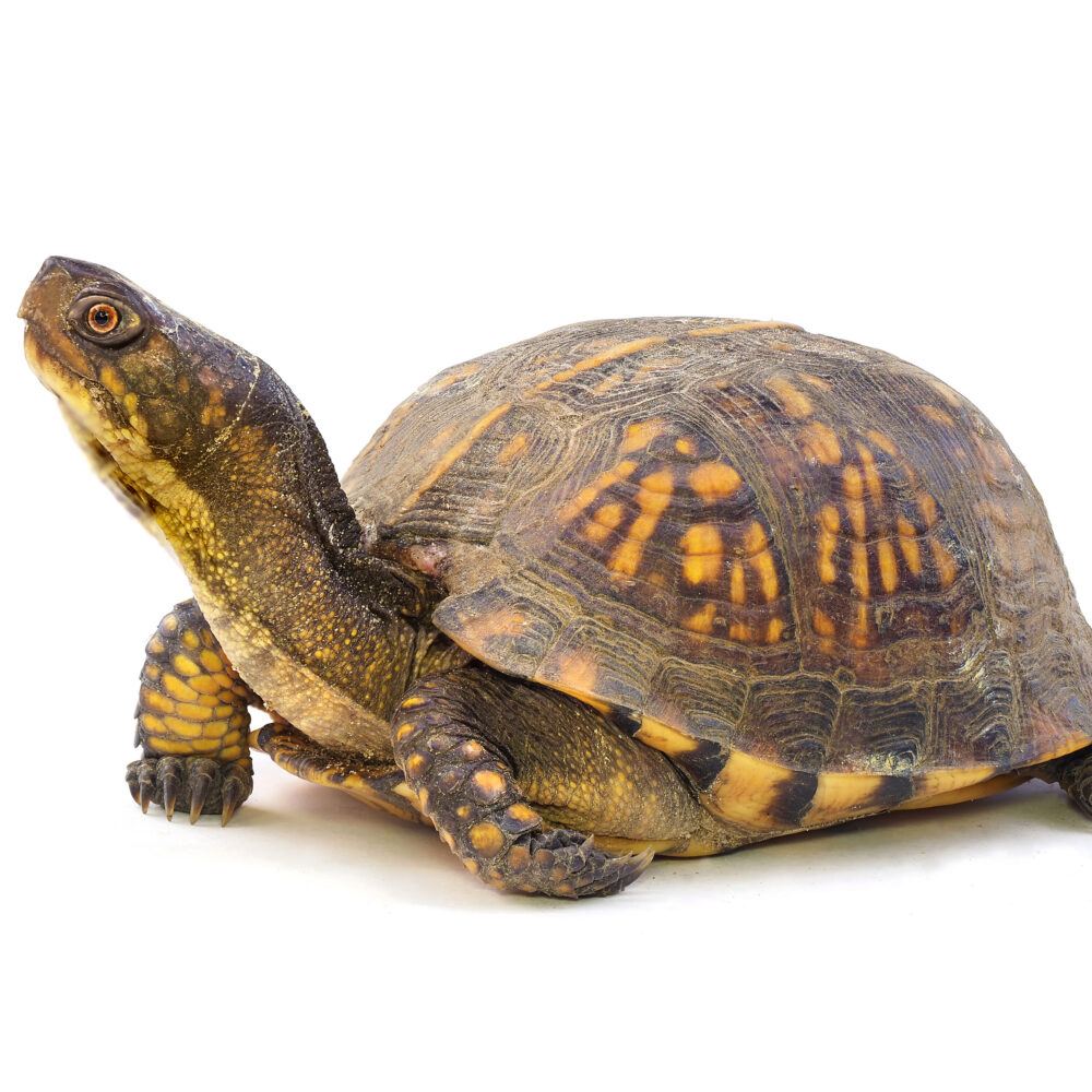 Everything we should know—and appreciate—about Virginia’s 25 turtle species 